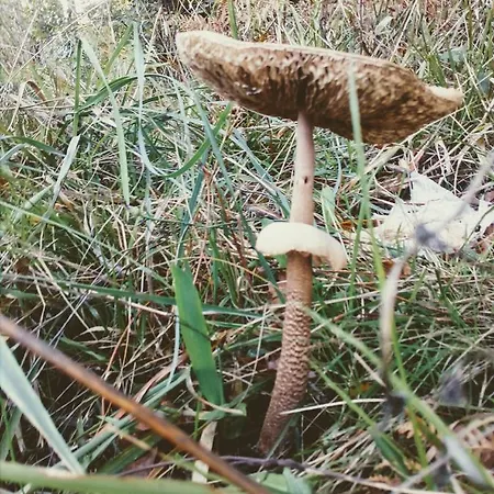 Villa Miradouro Da Branda Branda de Santo António