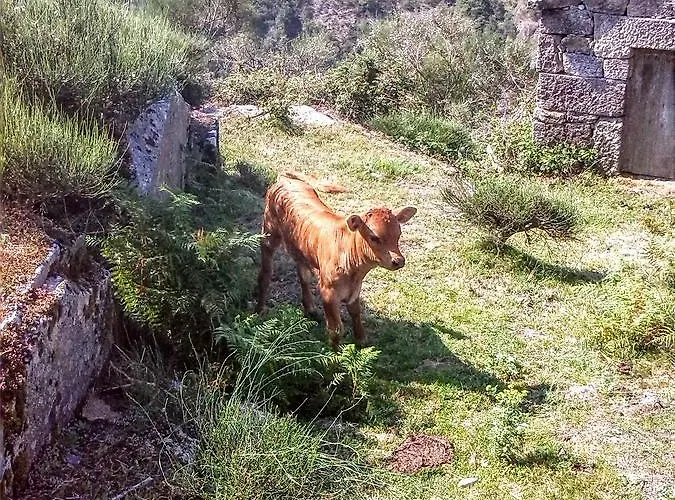 ヴィラ Miradouro Da Branda Branda de Santo António