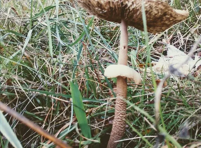 ヴィラ Miradouro Da Branda Branda de Santo António